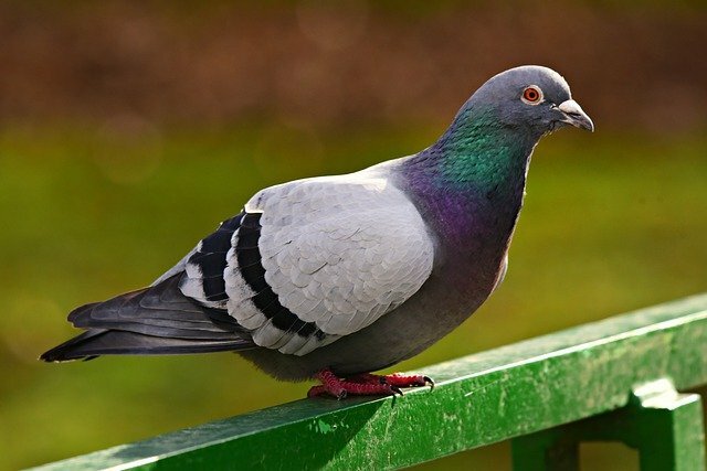 Pigeons bird name in hindi