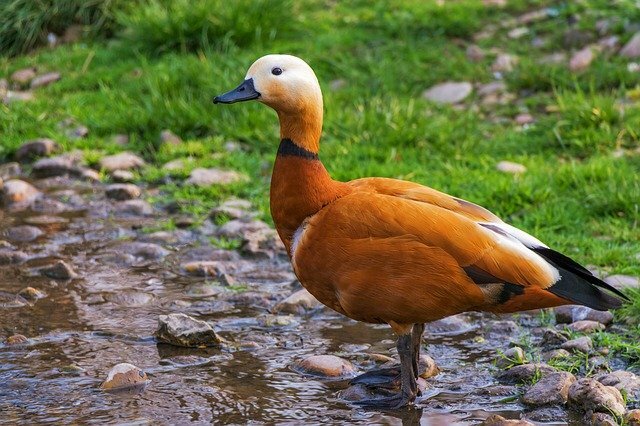 Duck bird name in hindi