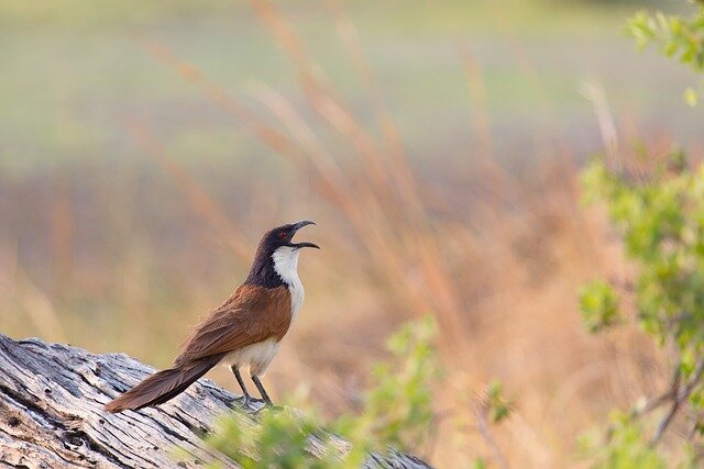 Cuckoo bird name in hiindi