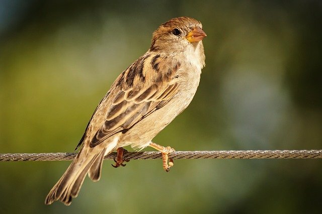 Sparrow bird name in hindi