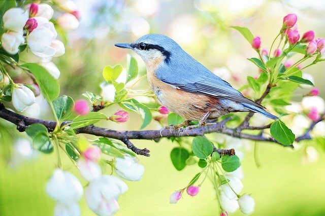 birds name in hindi