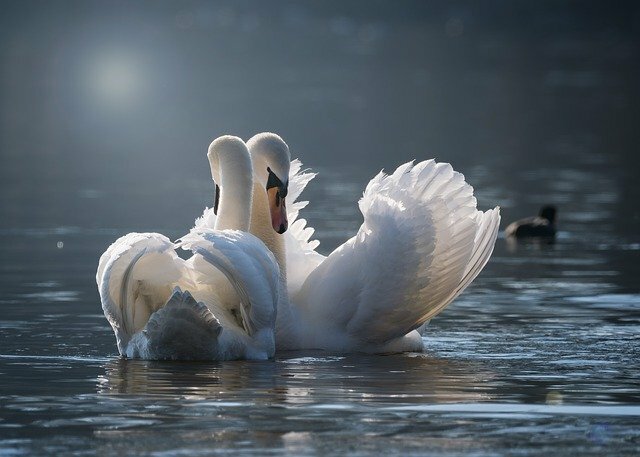 swan