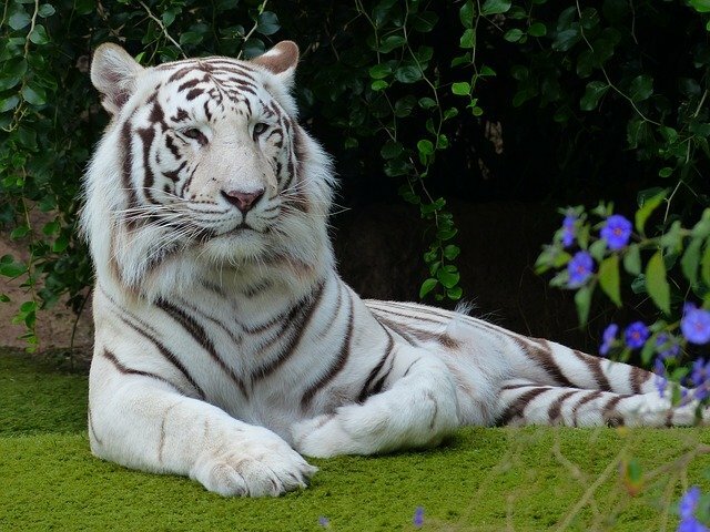 white Tiger