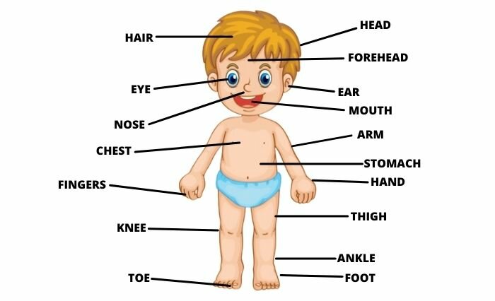 Body Parts Name in Hindi