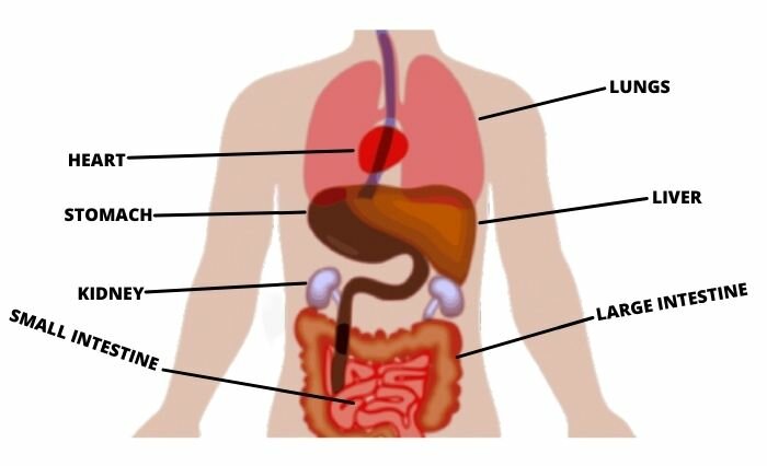 Body Parts Name in Hindi