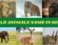 WILD ANIMALS NAME IN HINDI