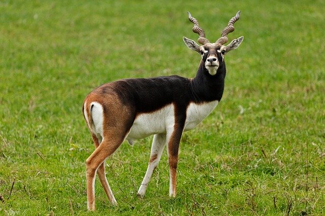 black buck