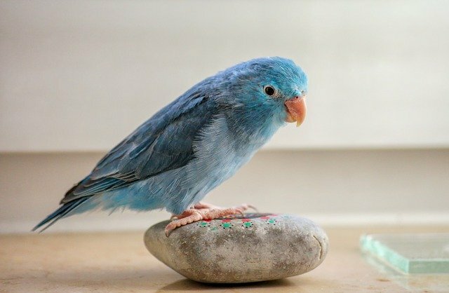 Information About Parrot in Hindi