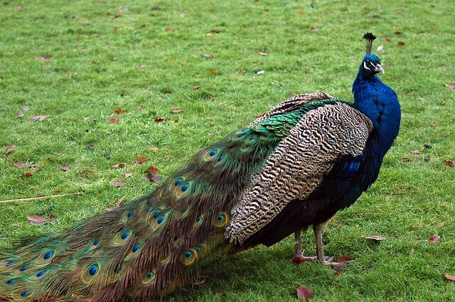 national bird of india