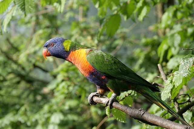 About Parrot in Hindi