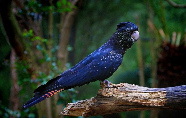 parrot