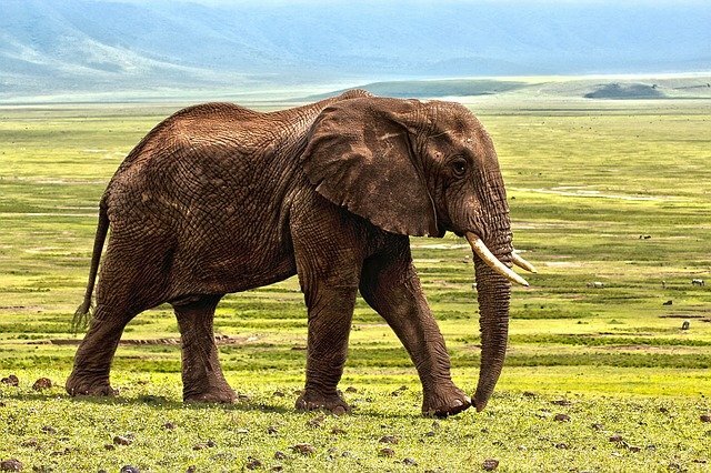 Elephant