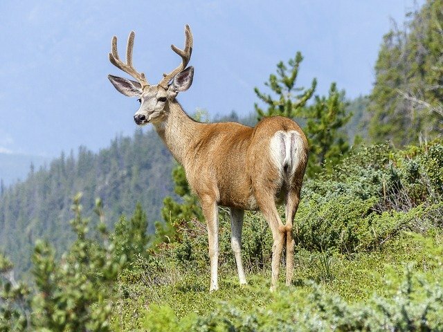 wild name in hindi