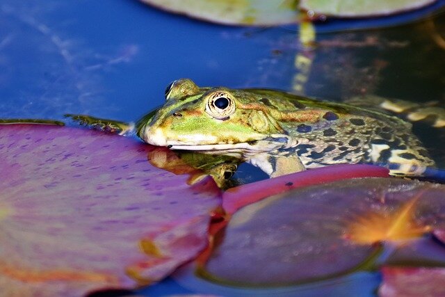 toad