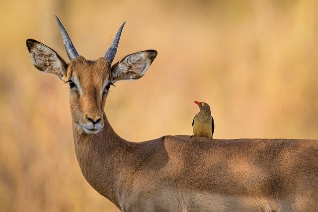 wild animals name in hindi