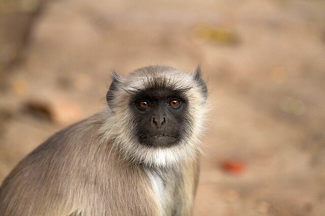 wild animals name in hindi