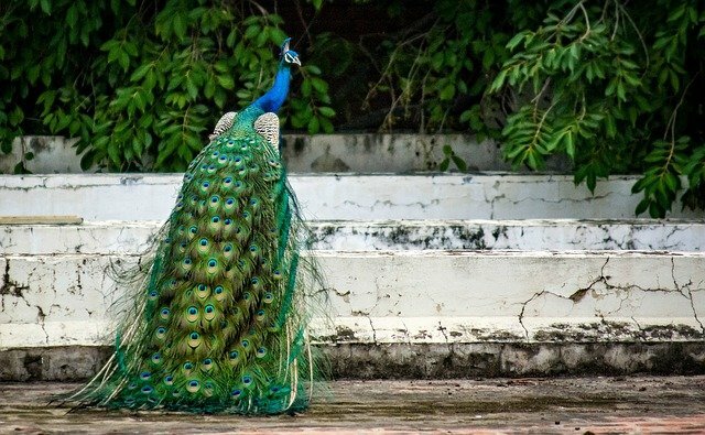 About Peacock in Hindi