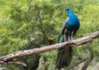 about peacock in hindi