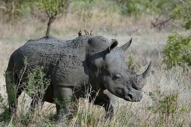 wild animals name in hindi