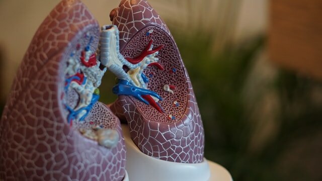 Lung