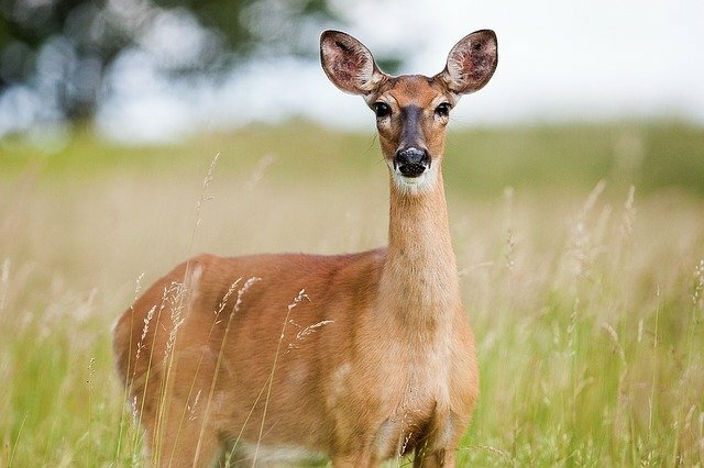 deer