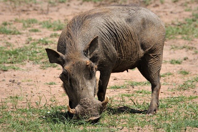 wild animals name in hindi