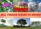 TREES NAME IN HINDI